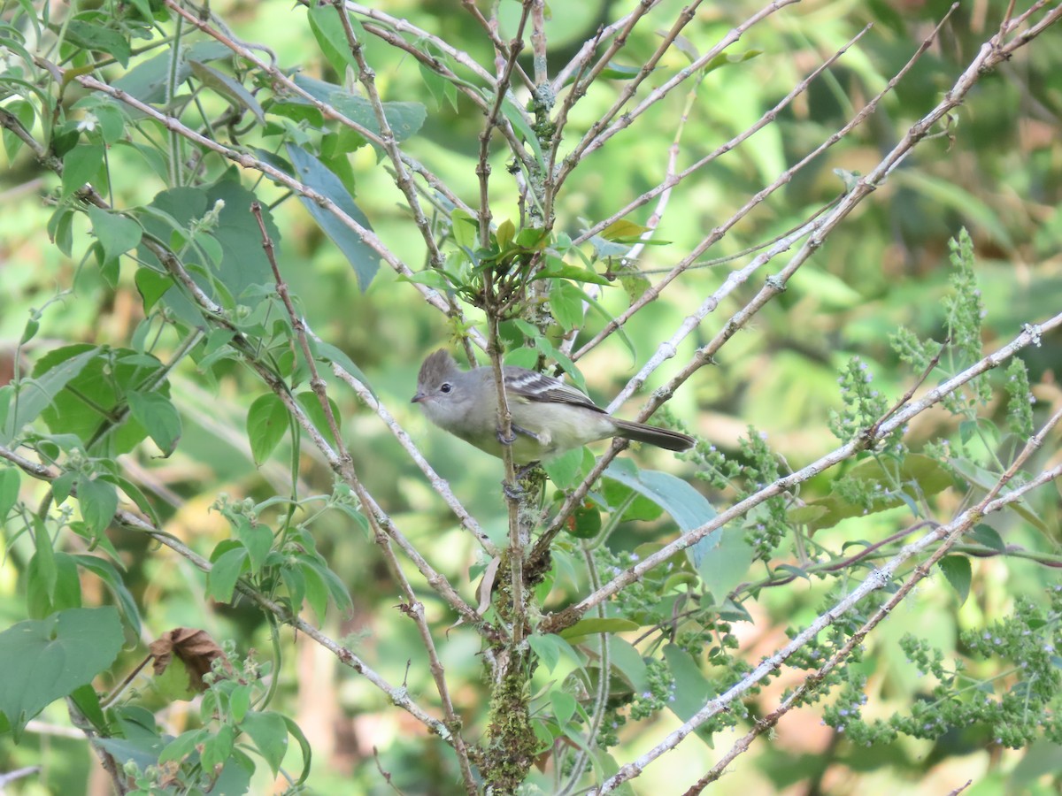 Yellow-bellied Elaenia - Cristian Cufiño