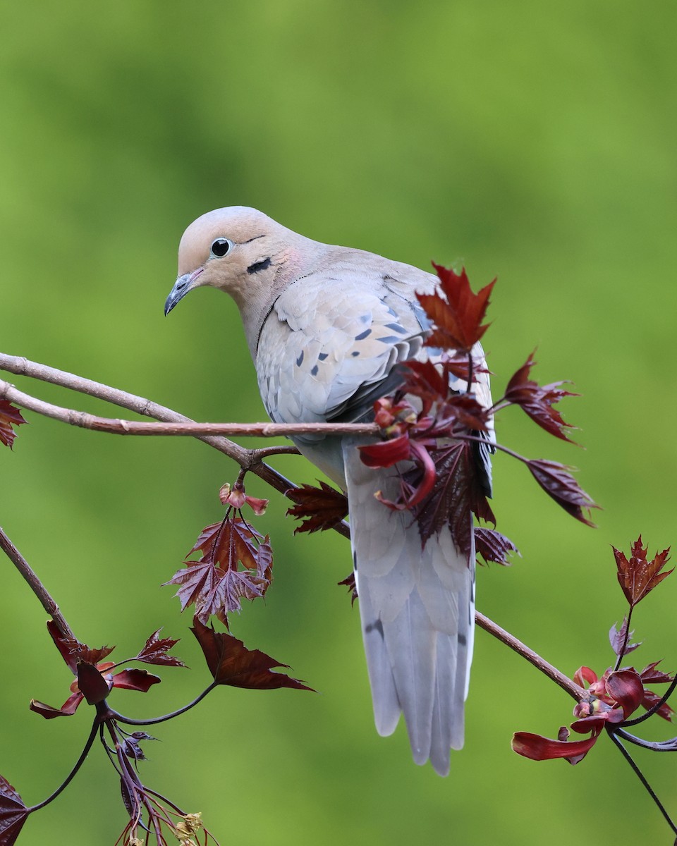 Mourning Dove - Mark Sak