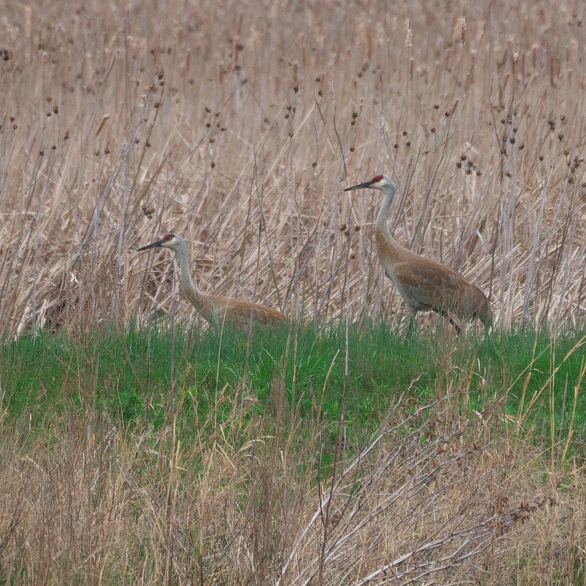 Sandhill Crane - Paul Tavares