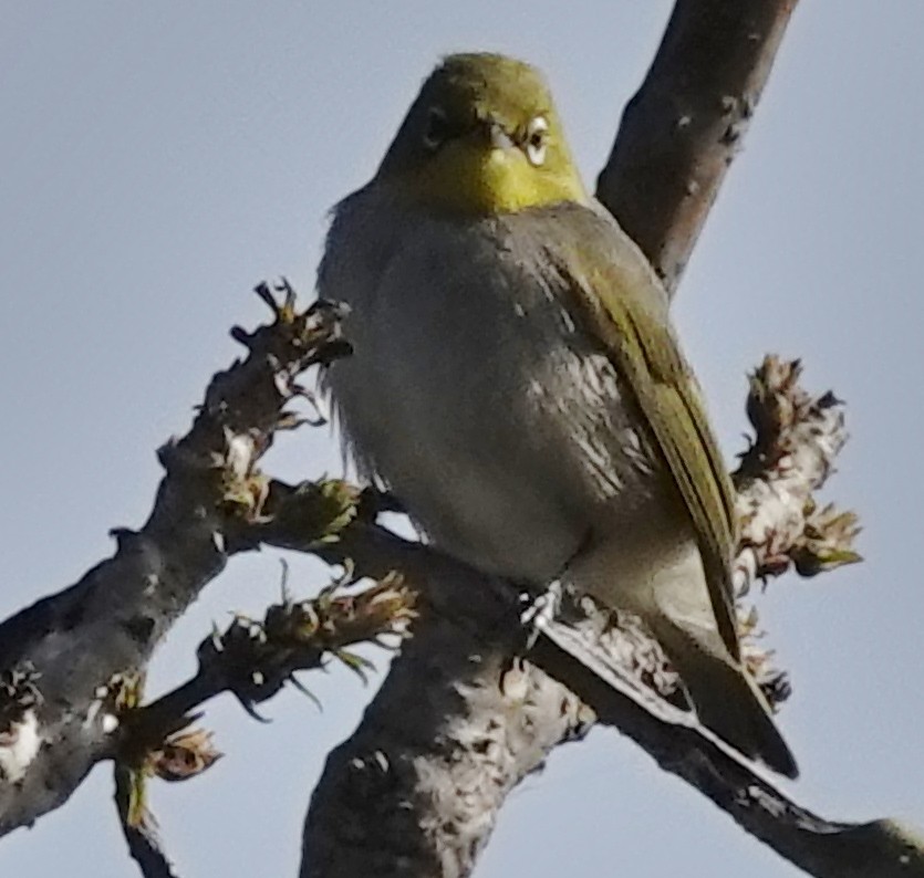 Silvereye - Alan Coates