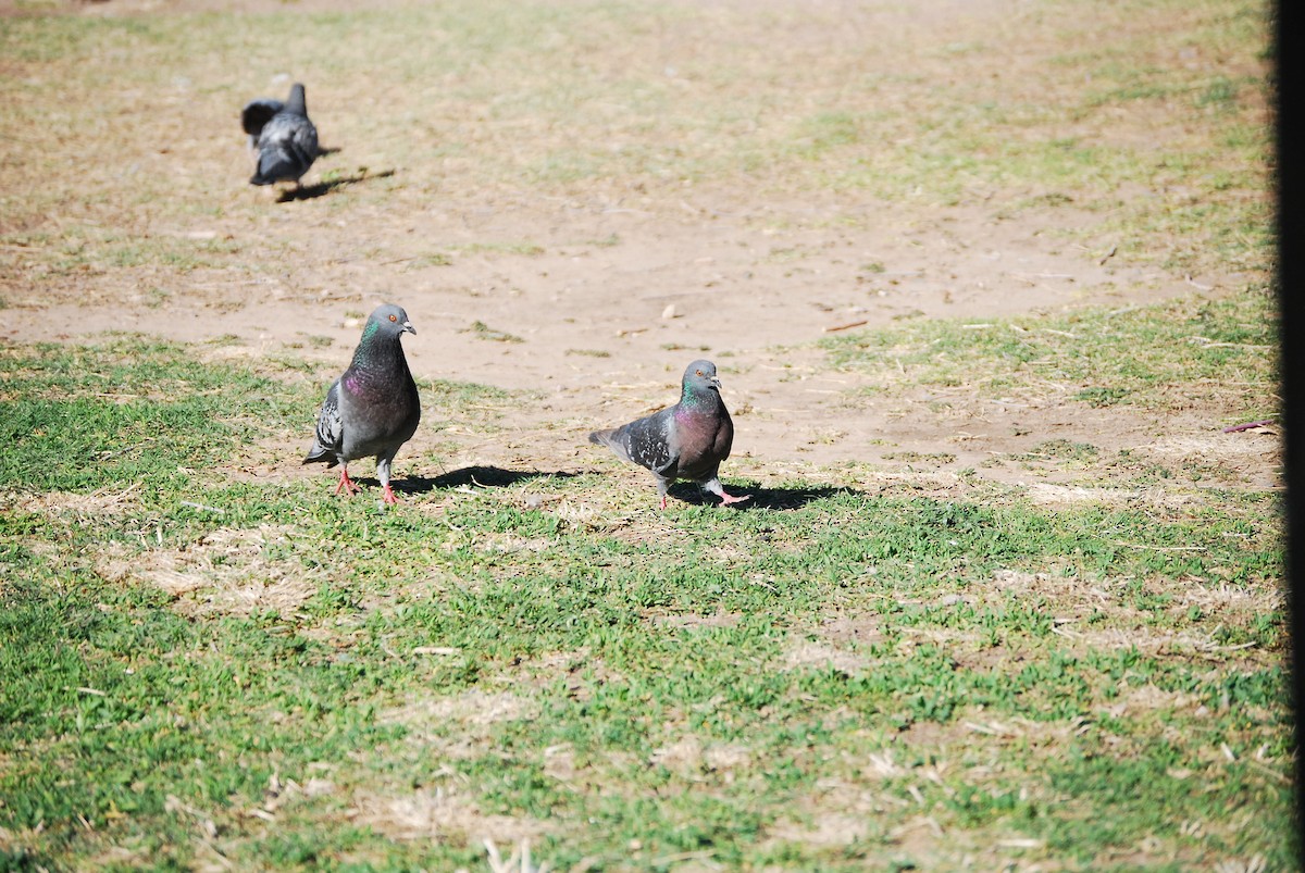 Rock Pigeon (Feral Pigeon) - Dana Parsons