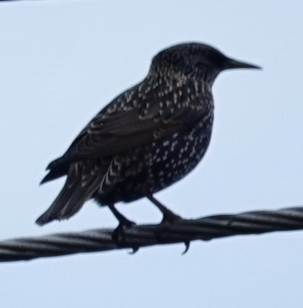 European Starling - Alan Coates