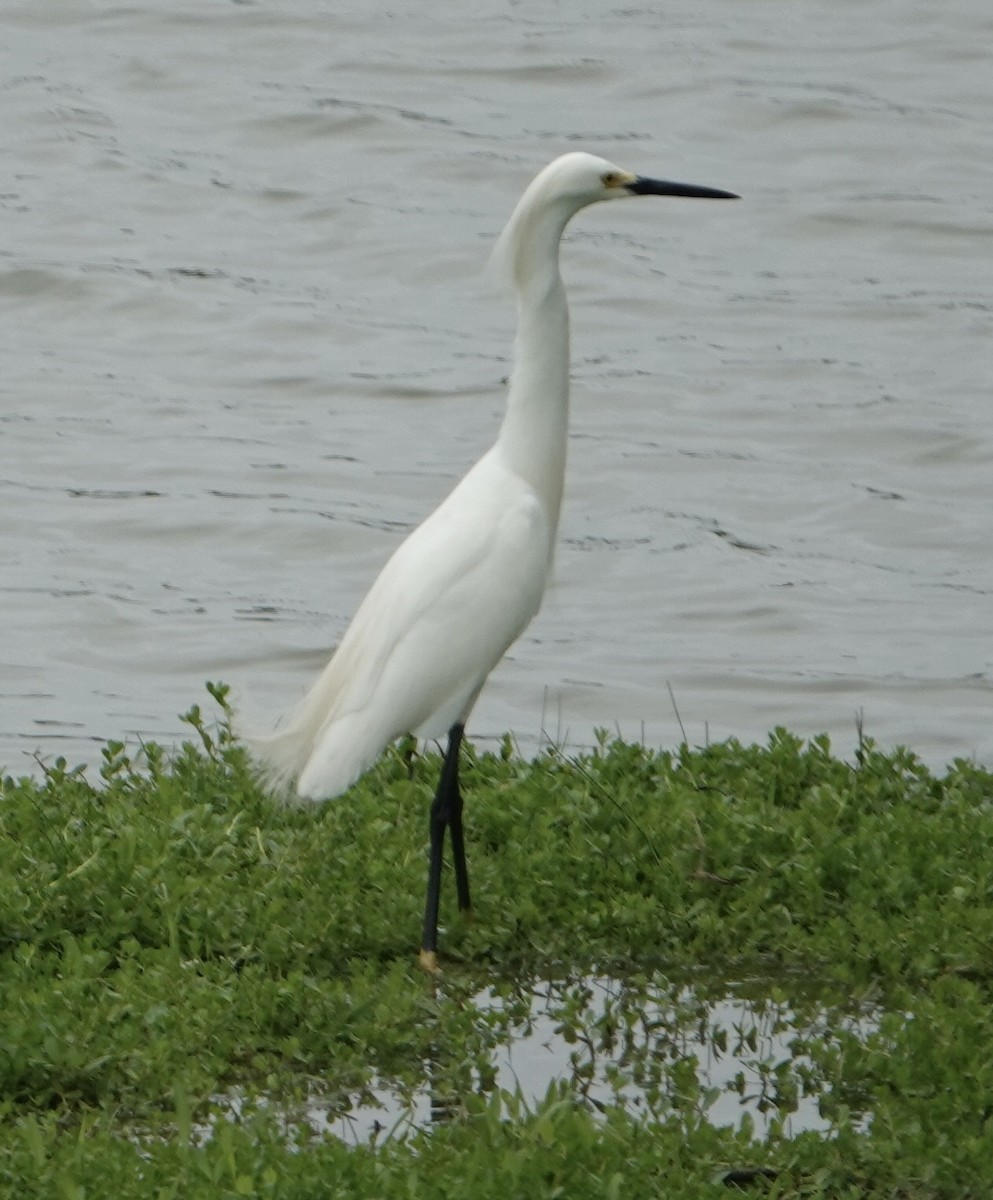 Great Egret - Ute Welk