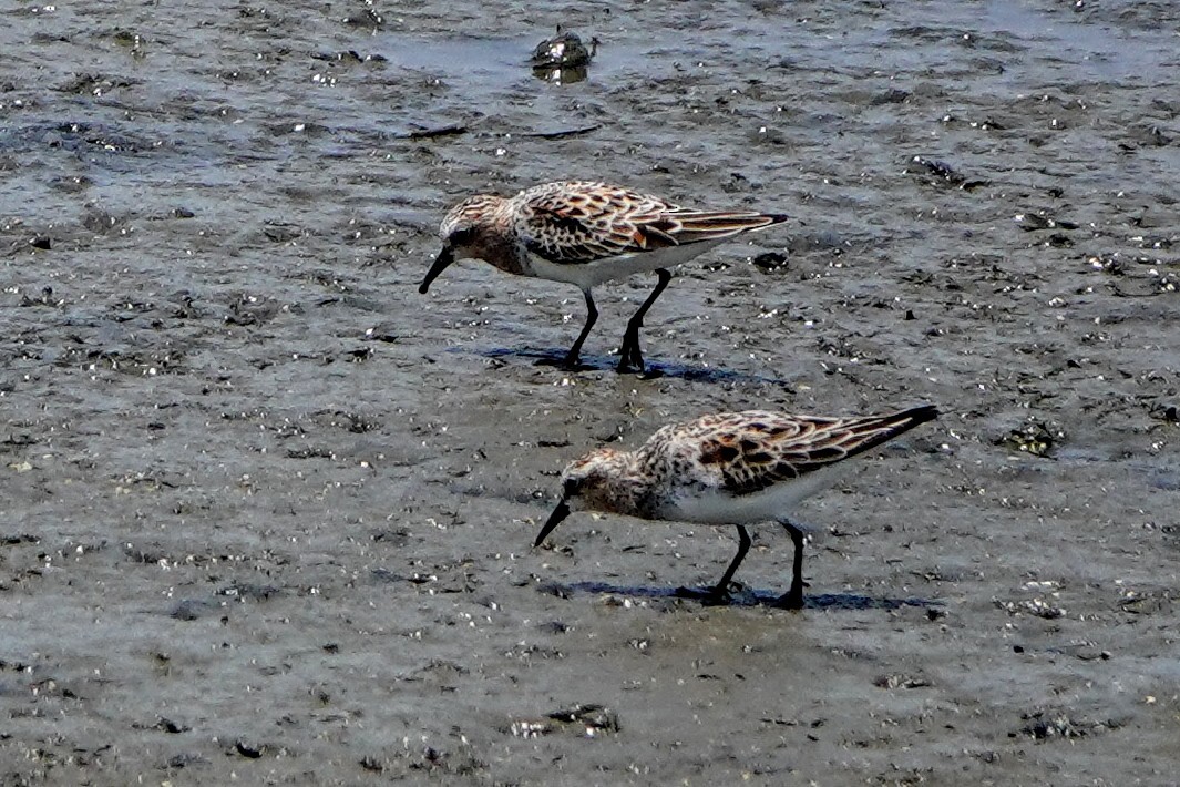 Red-necked Stint - Haofeng Shih