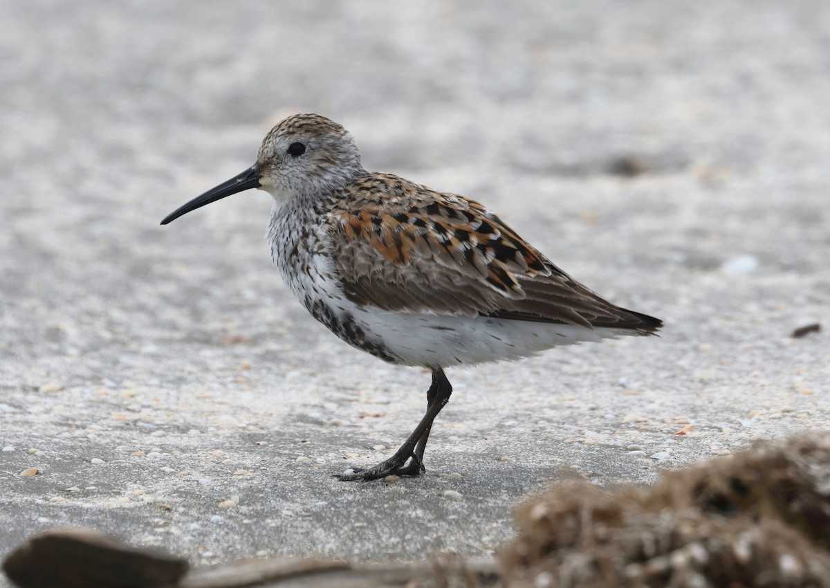 Dunlin - John Drummond