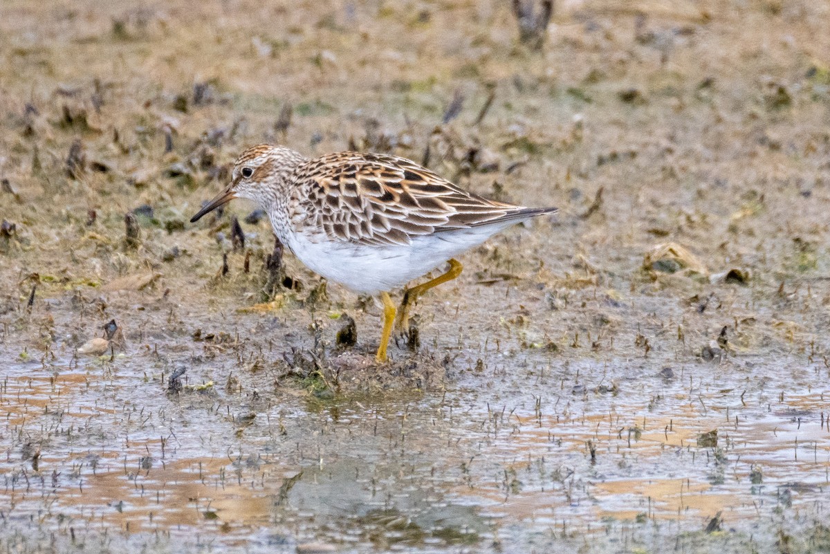 Pectoral Sandpiper - Rick Hughes