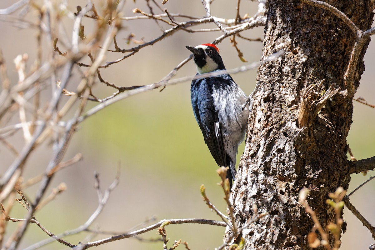 Acorn Woodpecker - Bob Walker