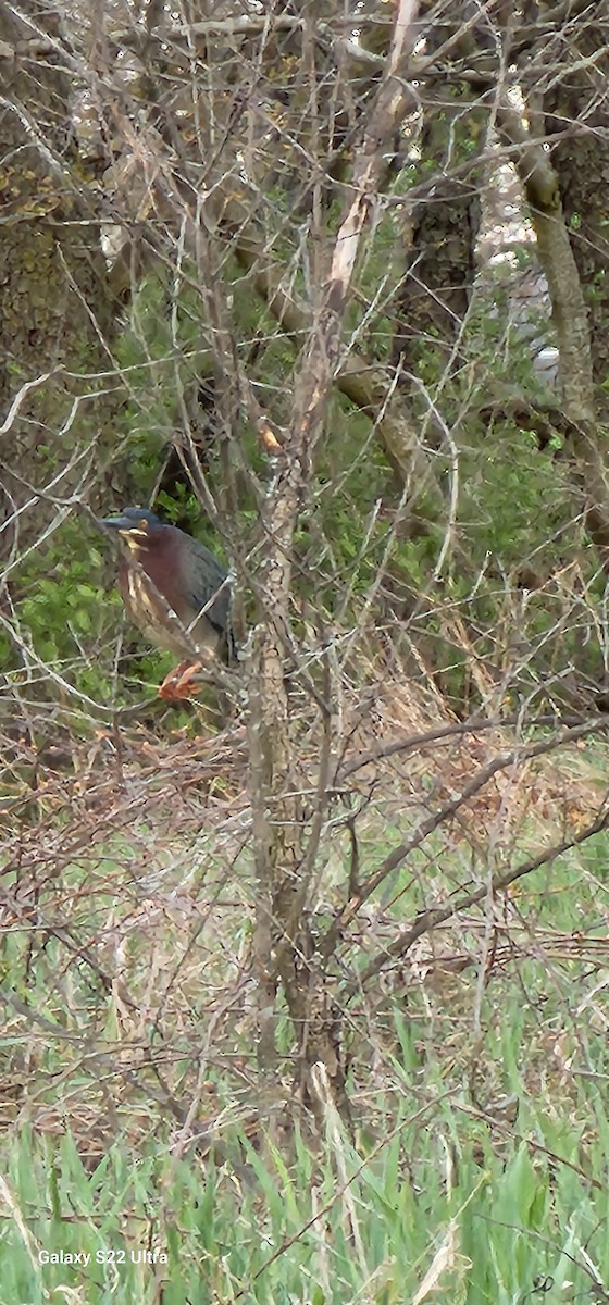 Green Heron - ML618245760