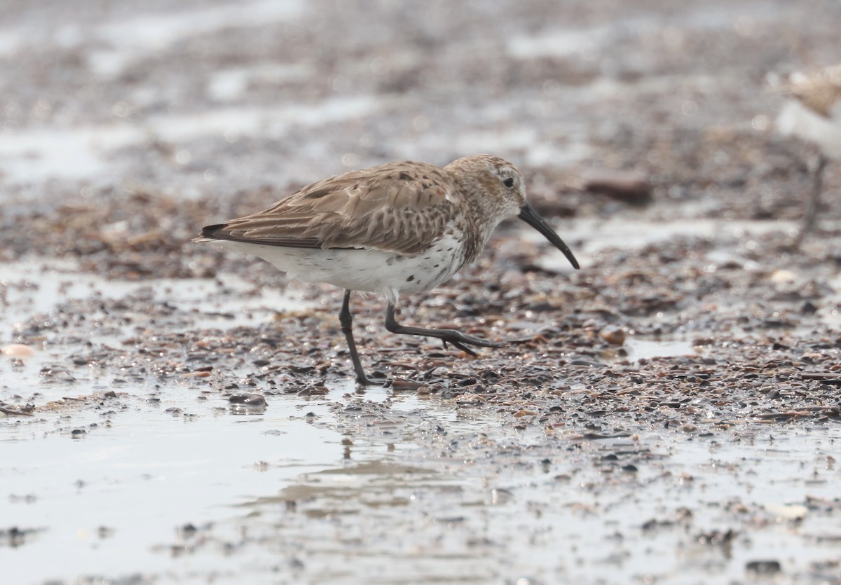 Dunlin - John Drummond