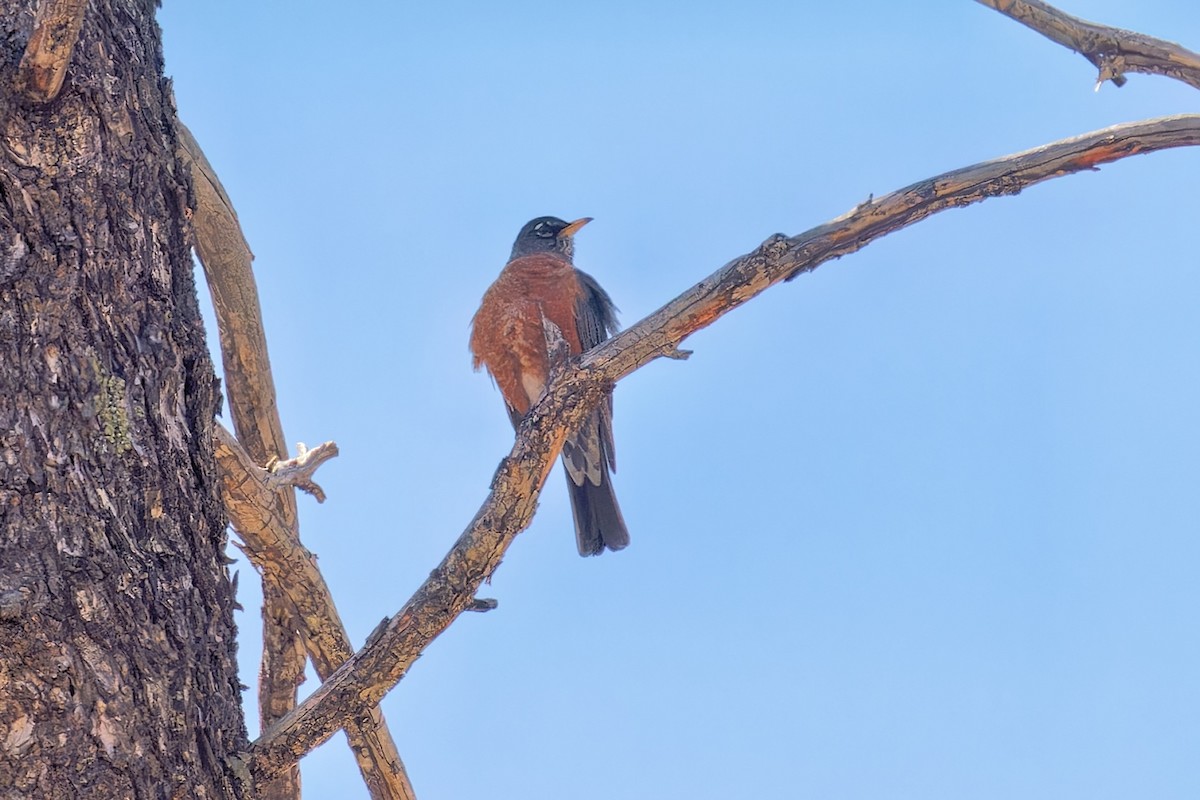 American Robin - Bob Walker