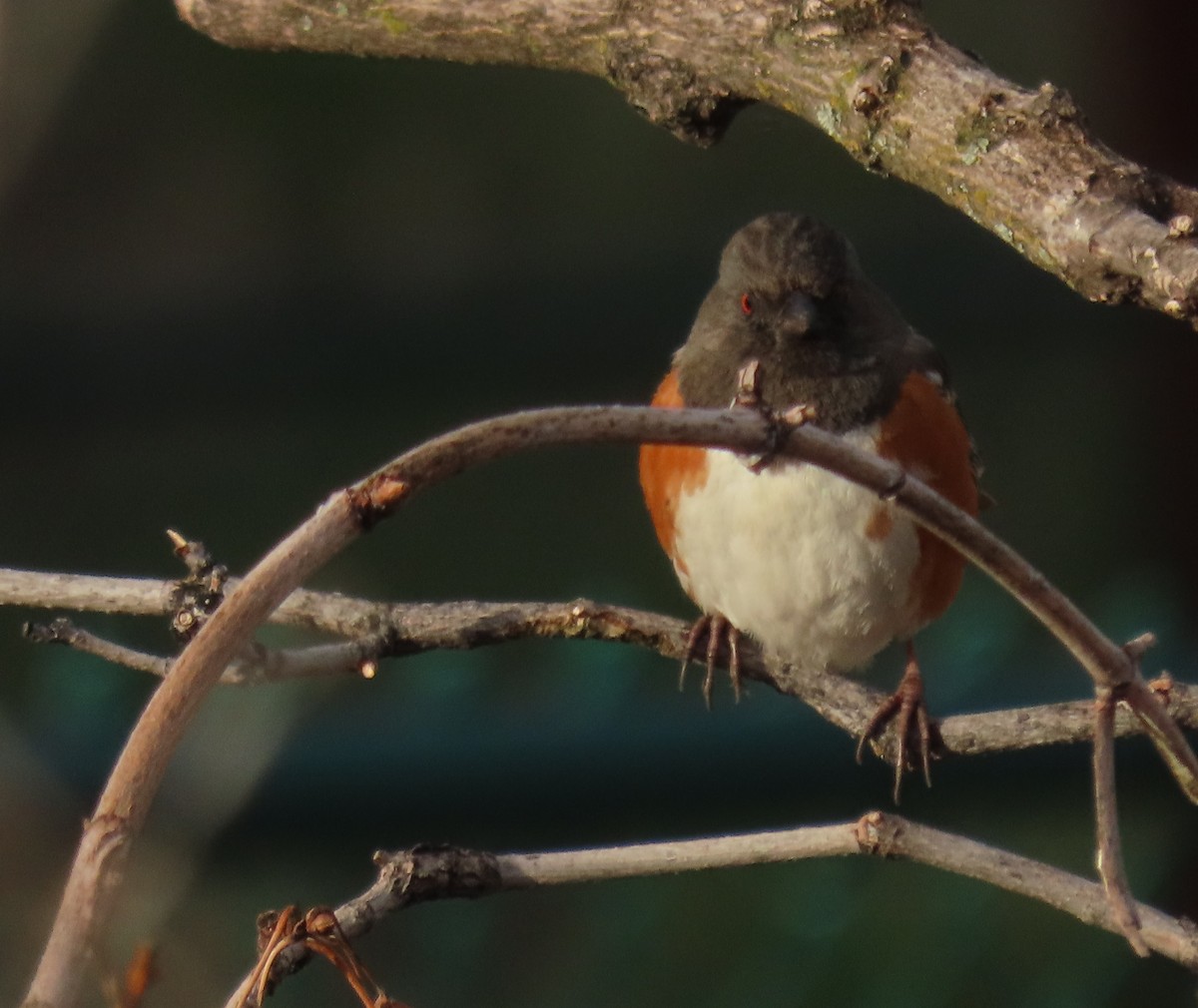 Spotted Towhee - ML618245786