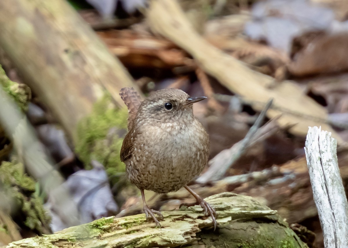 Troglodyte des forêts - ML618245793