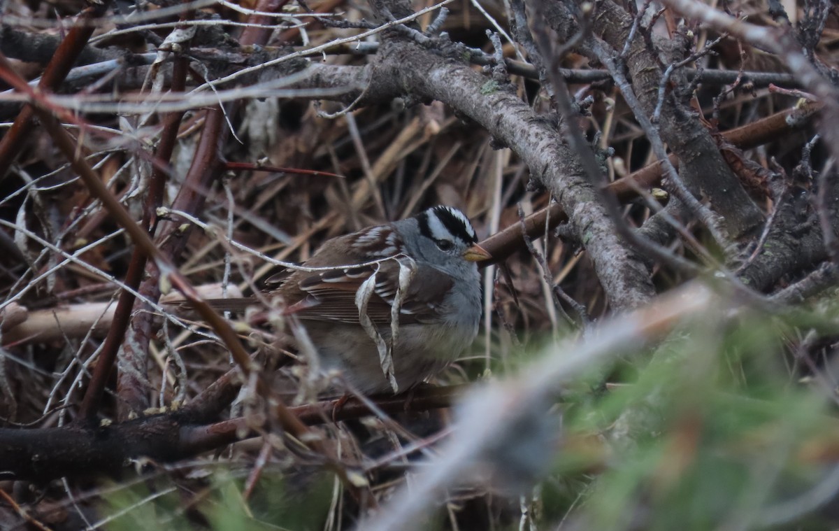 White-crowned Sparrow - ML618245800