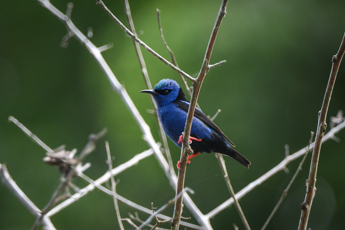 Red-legged Honeycreeper - ML618245806