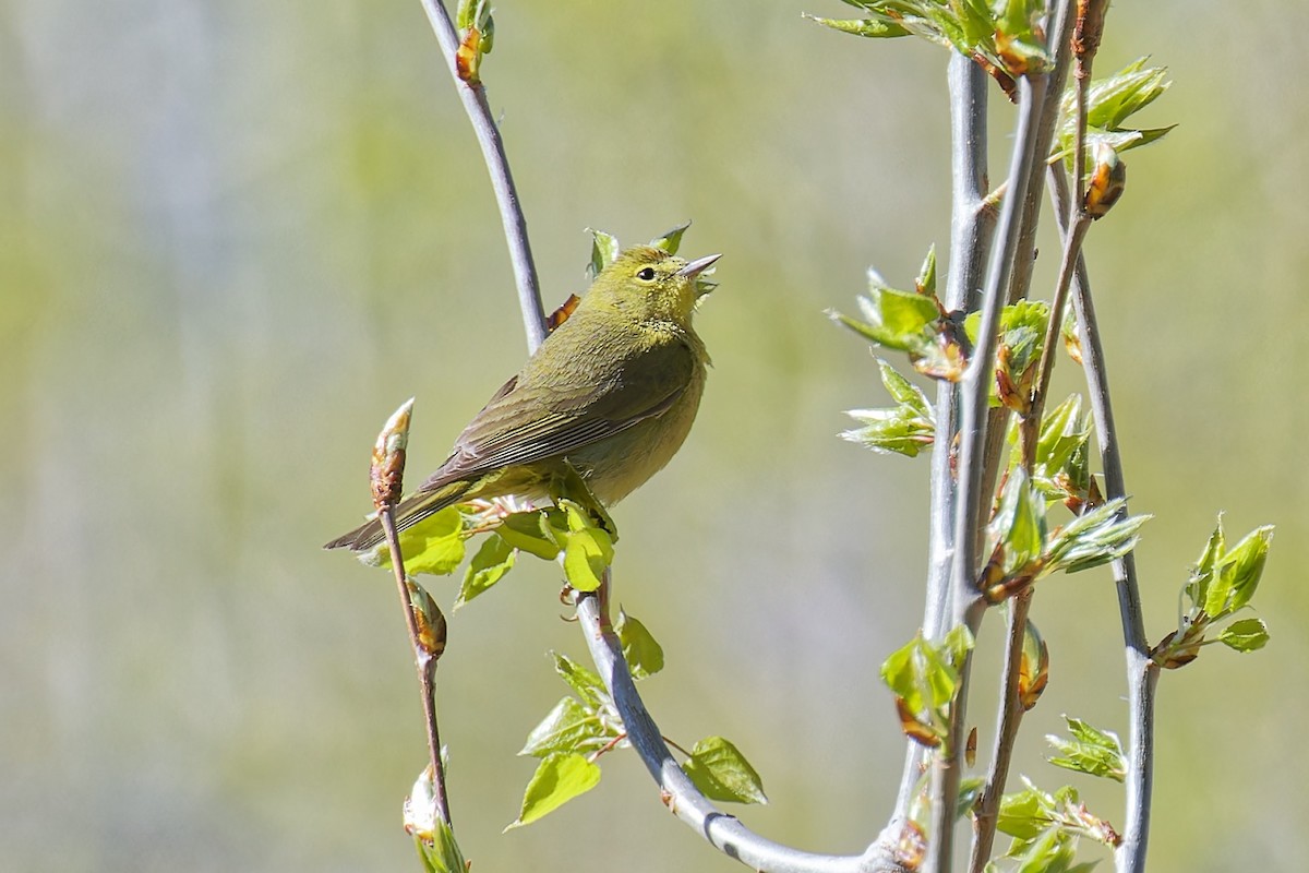 Orange-crowned Warbler - Bob Walker