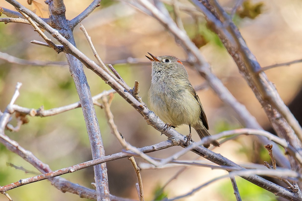 Ruby-crowned Kinglet - Bob Walker