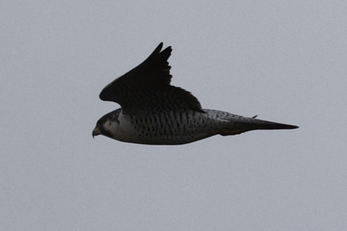 Peregrine Falcon - Deb Youngblut