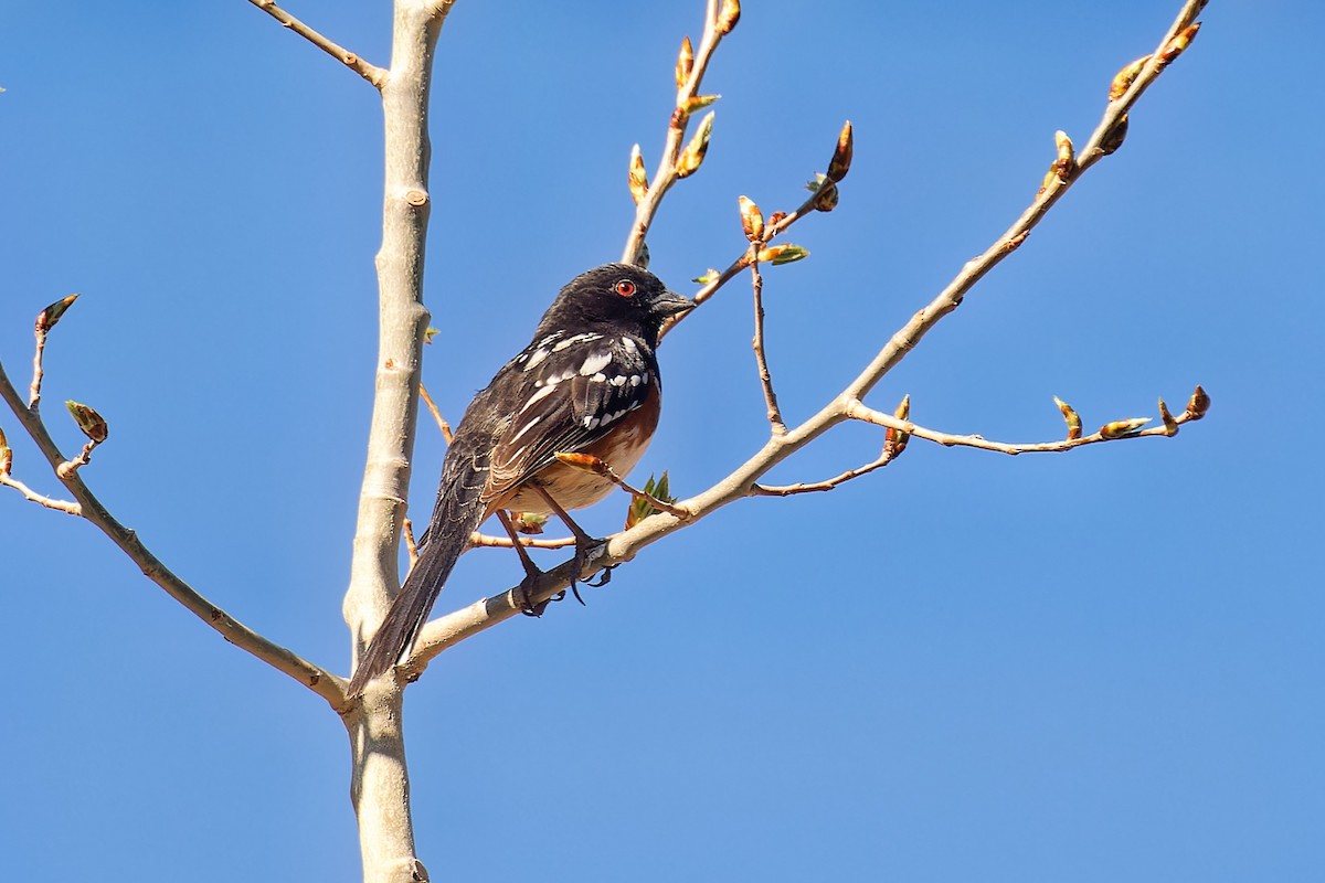 Spotted Towhee - Bob Walker