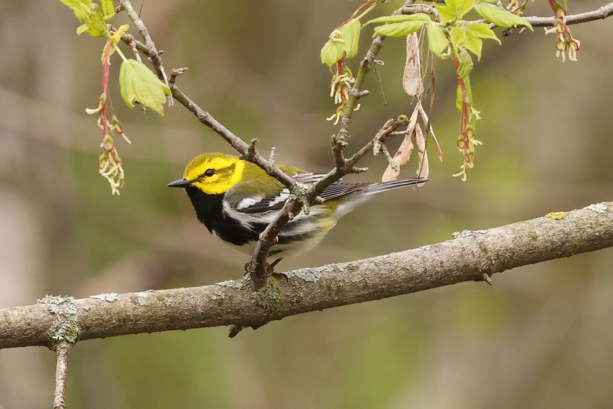 Black-throated Green Warbler - Michael Gallo