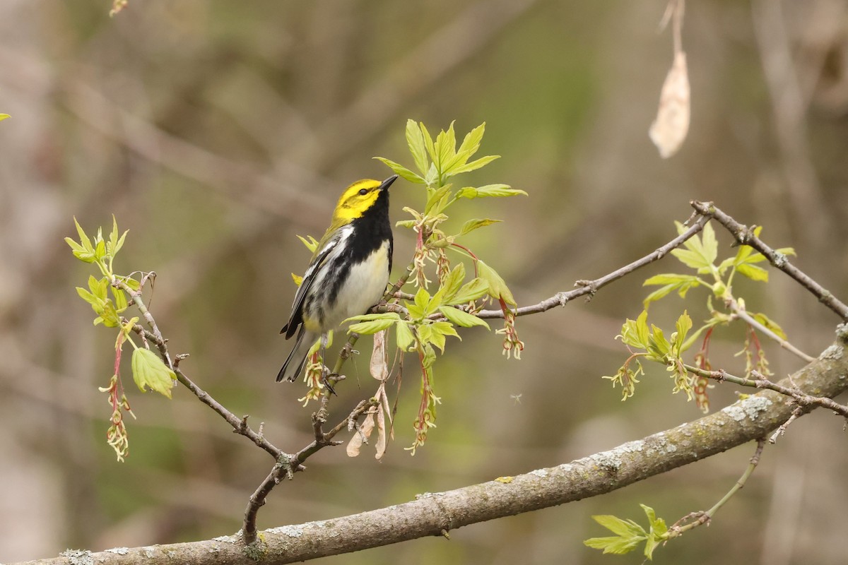 Black-throated Green Warbler - Michael Gallo