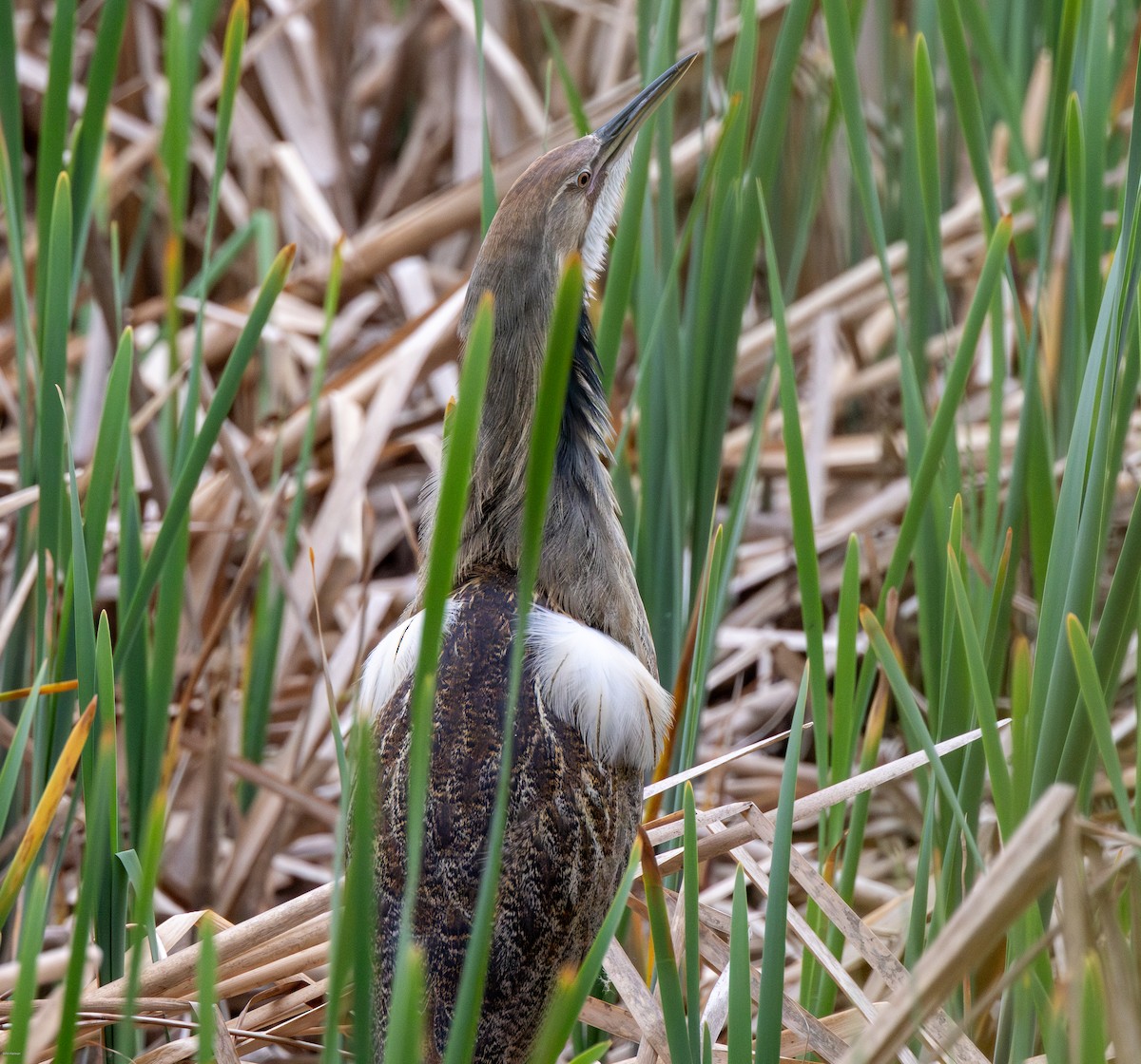 American Bittern - John Hannan