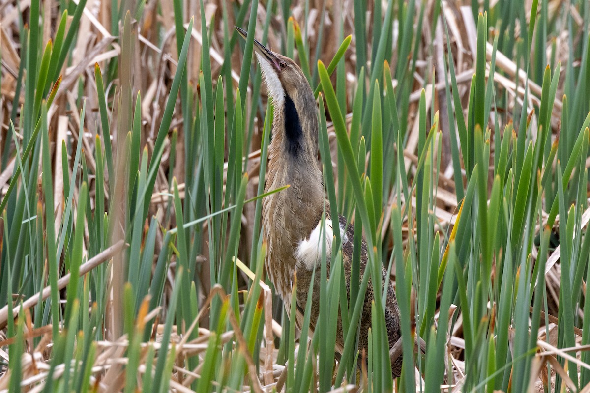 American Bittern - John Hannan