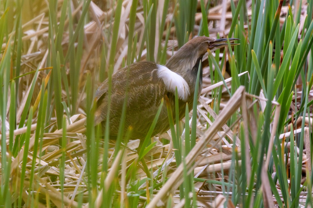 American Bittern - John Hannan