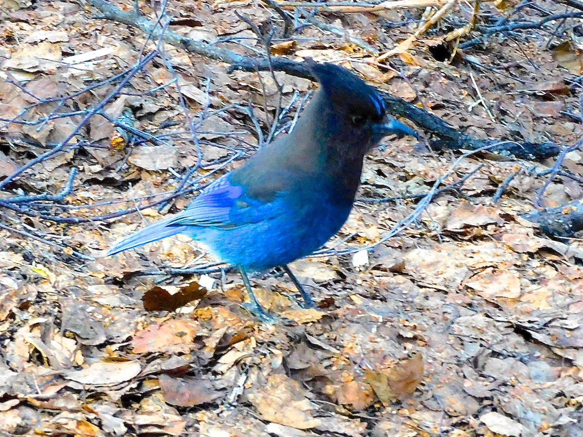 Steller's Jay - Dan Bilderback