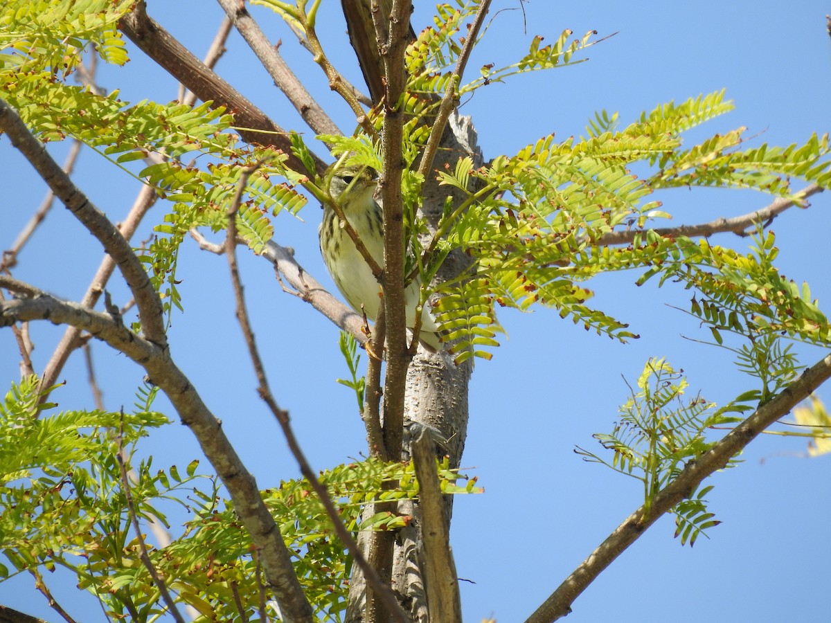 Blackpoll Warbler - Michael Weisensee