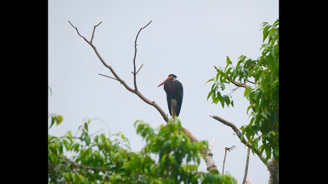 Höckerstorch - ML618245942