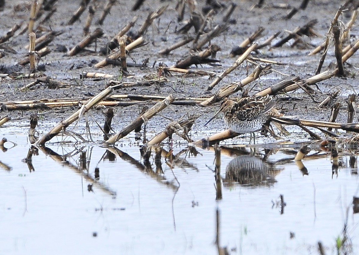 Wilson's Snipe - Kurt Hennige