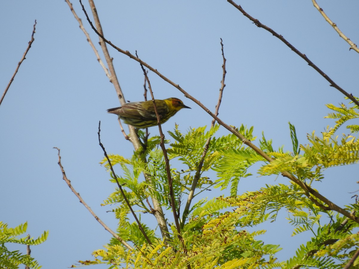 Cape May Warbler - Michael Weisensee