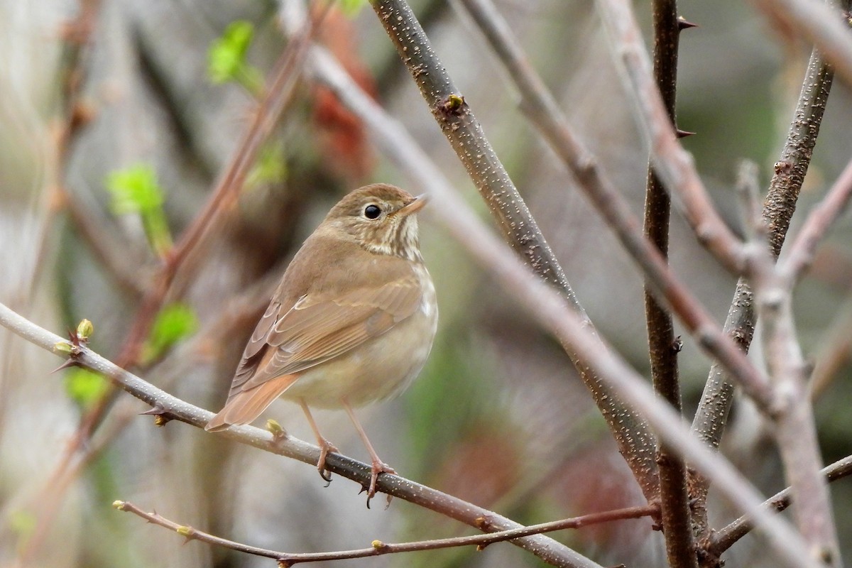 Hermit Thrush - James Scott