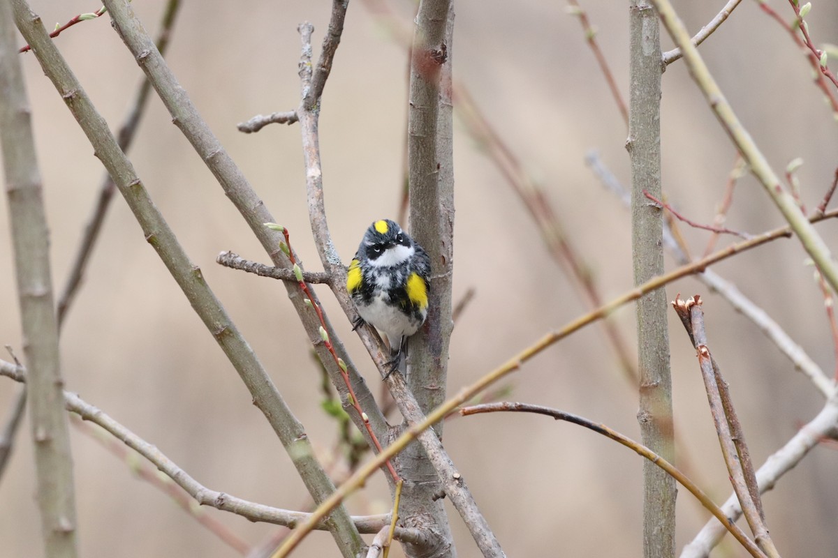 Yellow-rumped Warbler - Yves Robichaud