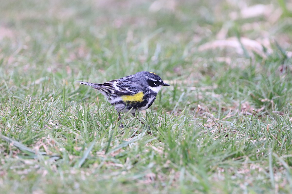 Yellow-rumped Warbler - Yves Robichaud