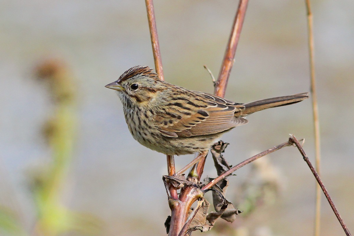 Lincoln's Sparrow - Michael O'Brien