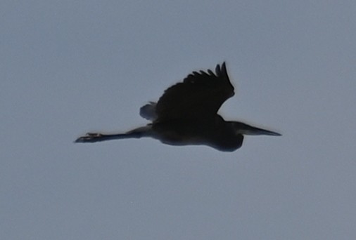 Great Blue Heron - Joe Cochran