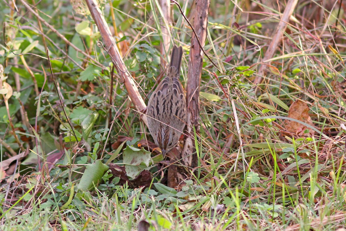 Lincoln's Sparrow - Michael O'Brien