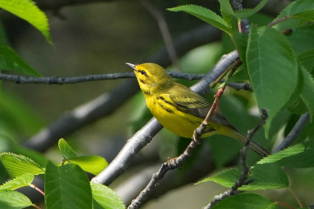 Prairie Warbler - Yue Huang