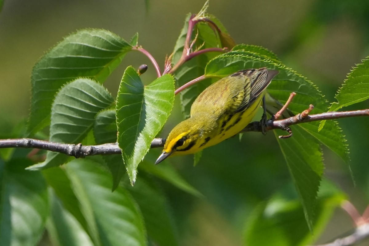 Prairie Warbler - ML618245961