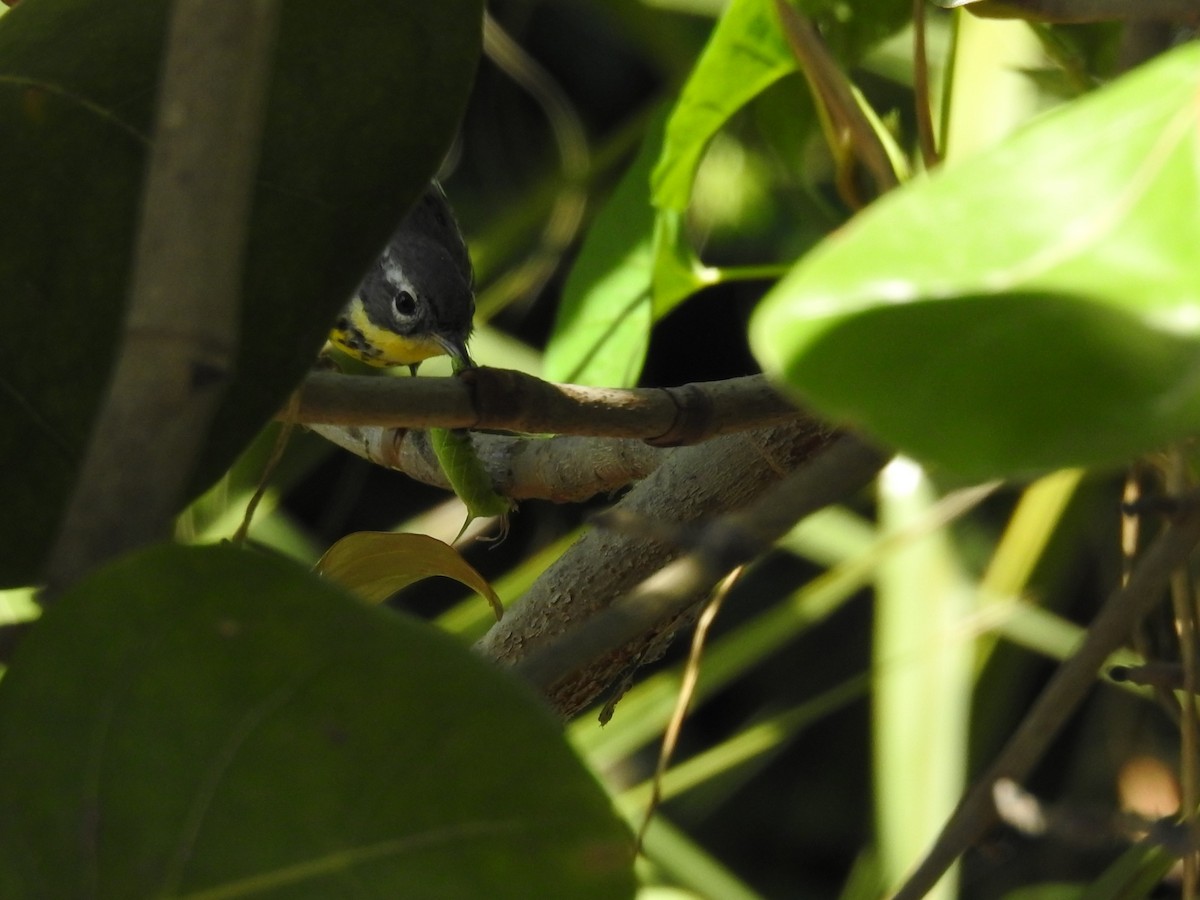 Magnolia Warbler - ML618245969
