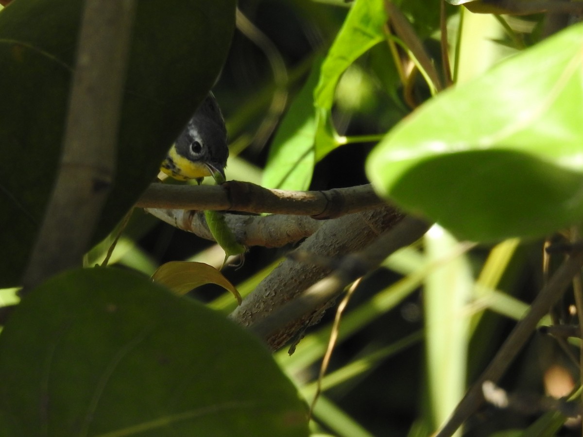 Magnolia Warbler - ML618245970