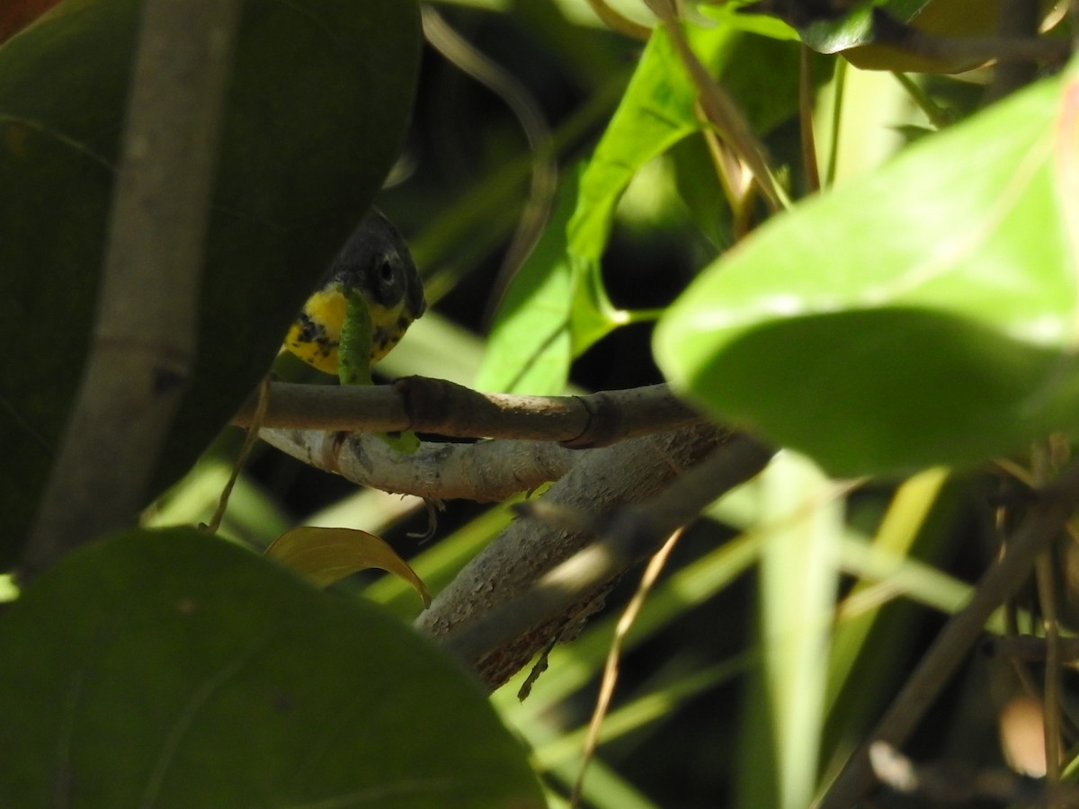 Magnolia Warbler - Michael Weisensee