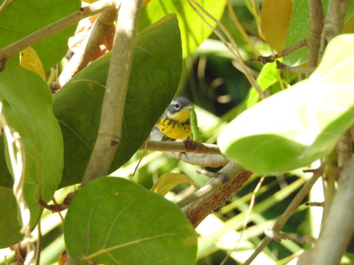 Magnolia Warbler - Michael Weisensee