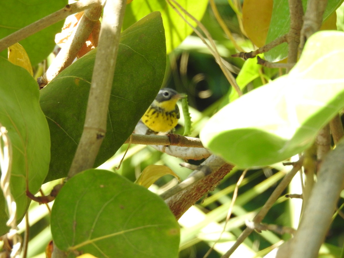 Magnolia Warbler - Michael Weisensee