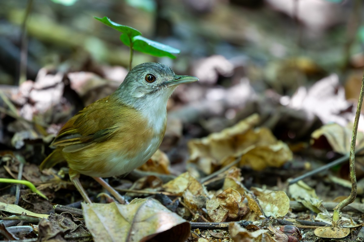 Ashy-headed Babbler - ML618245978