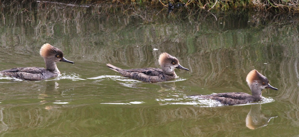 Hooded Merganser - ML618245980