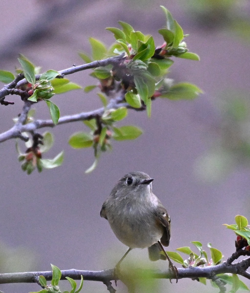 Ruby-crowned Kinglet - Damian Vraniak