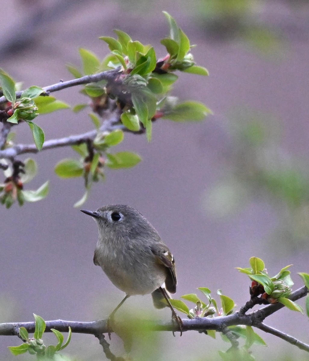 Ruby-crowned Kinglet - Damian Vraniak