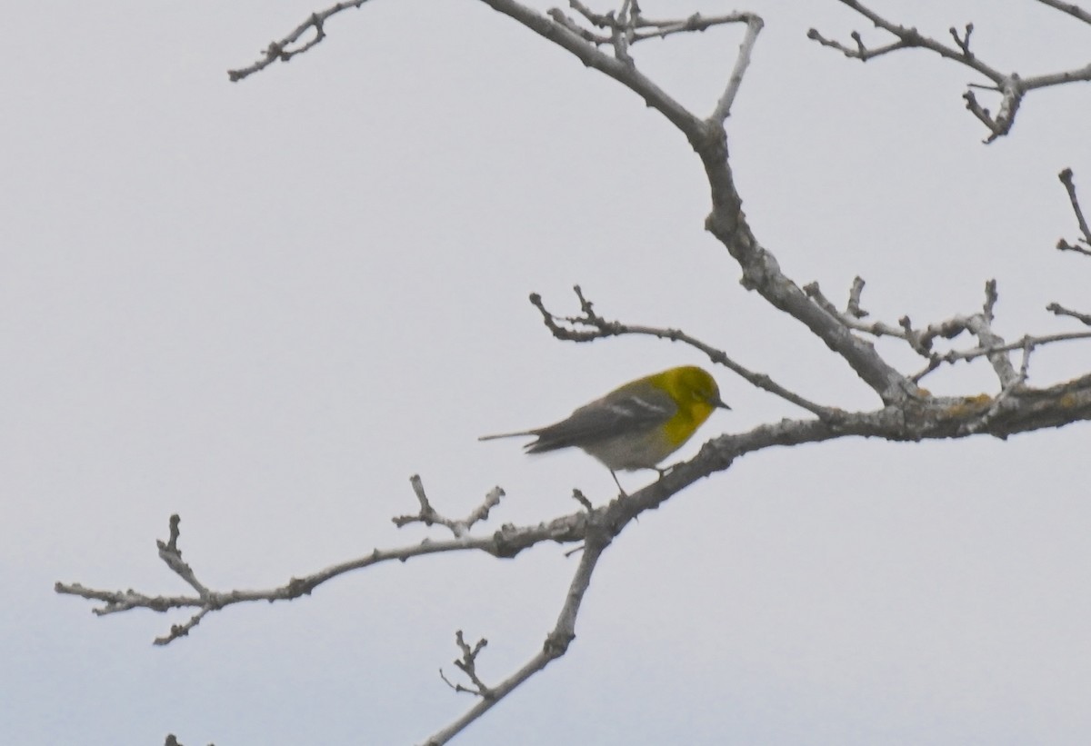 Pine Warbler - Damian Vraniak